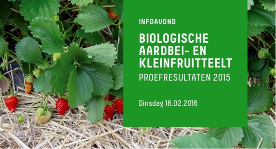 Biologische_aardbeien_