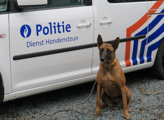 HERNE – Explosievenhonden van de politie trainden in het ... - Editiepajot