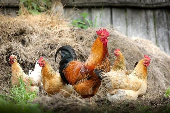 neef paling spons Editiepajot : AFFLIGEM - 3 de Kippenactie “Wees er als de kippen bij”
