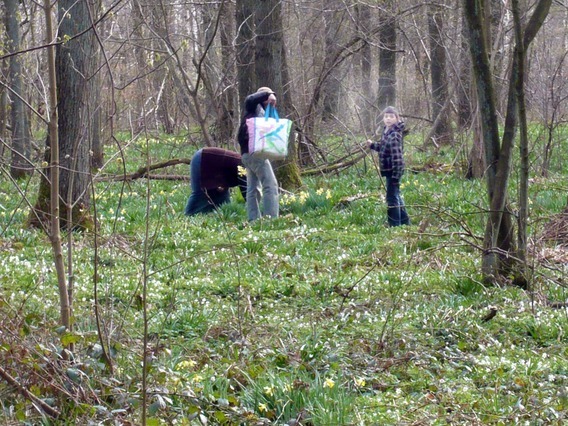 Editiepajot_halle_bloermen_hallerbos