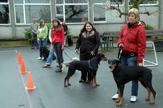 Editiepajot_halle_honden_1_foto_merckx