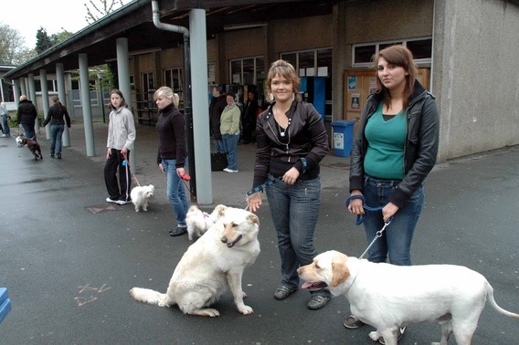 Editiepajot_halle_honden_2_foto_merckx