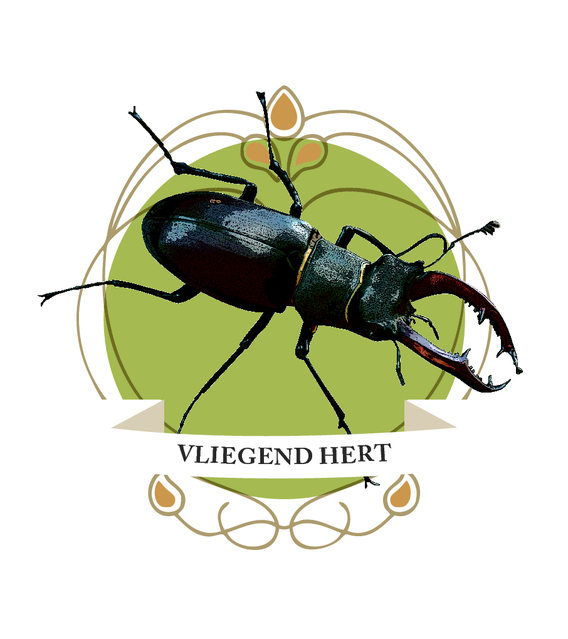 Vliegend_hert_koesterbuur