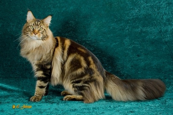 Editiepajot_roosdaal_pajocoons_foto_02_willy_appelmans