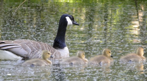 Familie_gans_21_mei_-_deschuyffeleer__21_