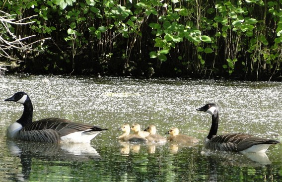 Familie_gans_21_mei_-_deschuyffeleer__3_