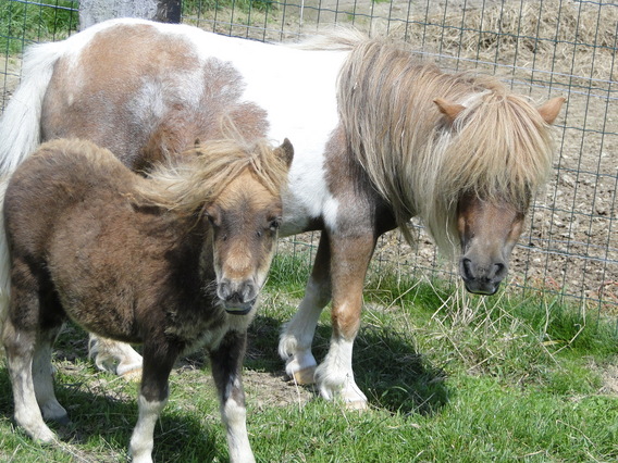 Van__t_klaverbos_-_aug_2011_-_deschuyffeleer__25_