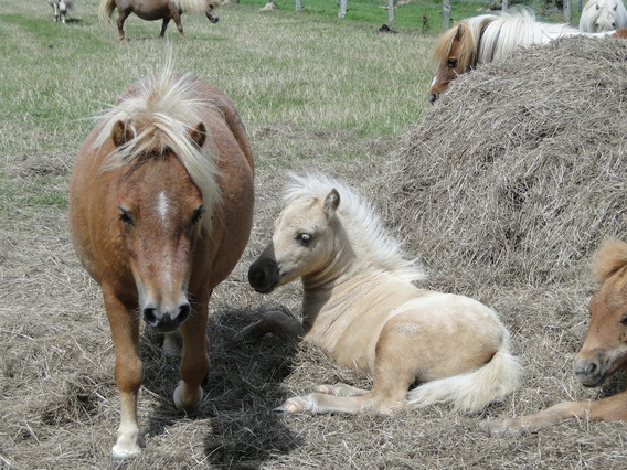 Van__t_klaverbos_-_aug_2011_-_deschuyffeleer__33_