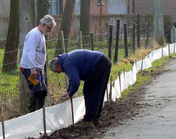 Editiepajot_sint-pieters-leeuw_paddenoverzetactie__1_