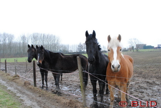 Editiepajot_roosdaal_verwaarloosde_paarden_foto_blid