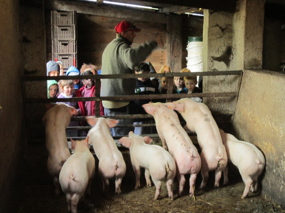 Editiepajot_liedekerke_dolfijn_kinderboerderij_foto_jacky_delcour__1_