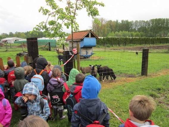 Editiepajot_liedekerke_dolfijn_kinderboerderij_foto_jacky_delcour__3_