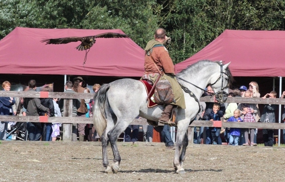 Editiepajot_afflgiem_falconry_fair_verslag_foto_jacky_delcour__2_