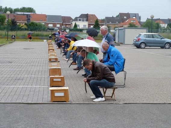 Editiepajot_liedekerke_vinkenwedstrijd_dorette_heymans_foto_jacky_delcour__2_