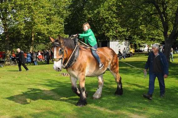 Editiepajot_leeuw_paarden_2