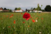 Bloemenweide3_nieuwsbrief