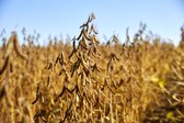 Bio_soja_boer_simon_colembie_011_nieuwsbrief