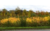 Foto_tentoon_herne_2__kopie__nieuwsbrief
