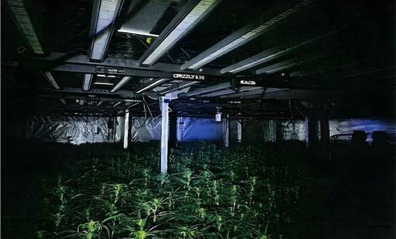 Persbericht_2024_05_29_cannabisplantage