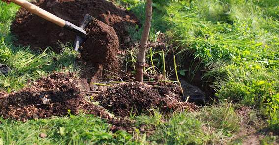 Boom-planten