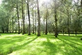 Foto_colpaert_natuur_tentoon_bos_2__kopie__nieuwsbrief