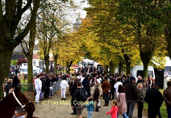 Editie_galmaarden_paarden_museum_2__kopie_