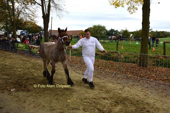 Editie_galmaarden_paarden_museum_10__kopie_