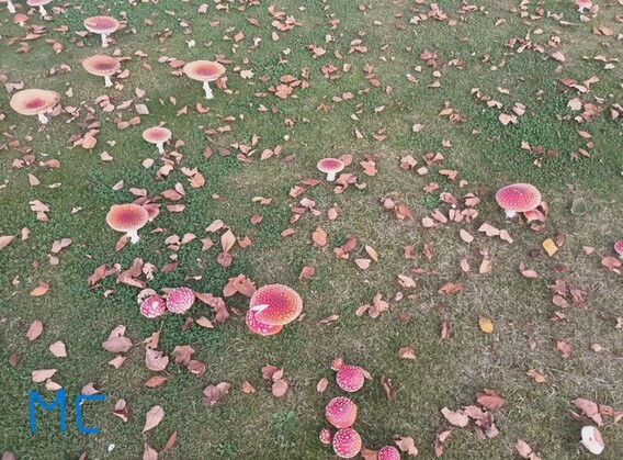 A_a_paddenstoelen_3