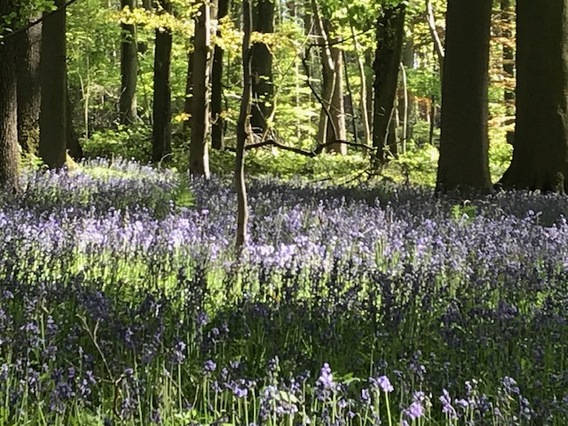 Hallerbos_hyacinten_2_