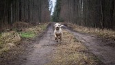Animal-3310012_1920_nieuwsbrief