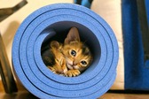 Cats-abyssinians-4915928_1920_nieuwsbrief