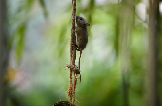 House-mouse-9158530_1920