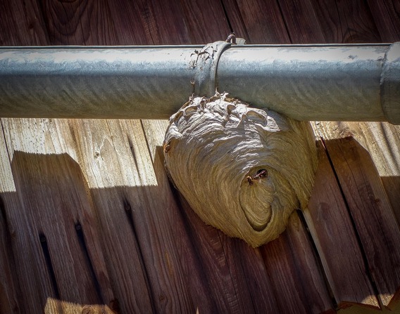 Wasp-nest-3518683_1920