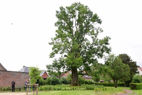 Editie_galmaarden_boom_baljuwhuis_2__kopie_