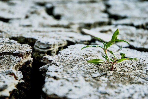 Seedling_growing_on_rocks__kopie_