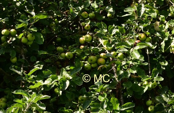 Editie_galmaarden_appels_baljuwtuin_2__kopie_