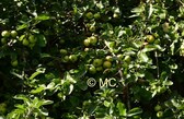 Editie_galmaarden_appels_baljuwtuin_2__kopie__nieuwsbrief