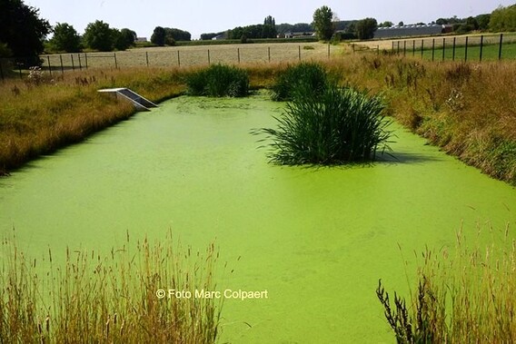 Editie_galmaarden_vijver_water_algen_3__kopie_a