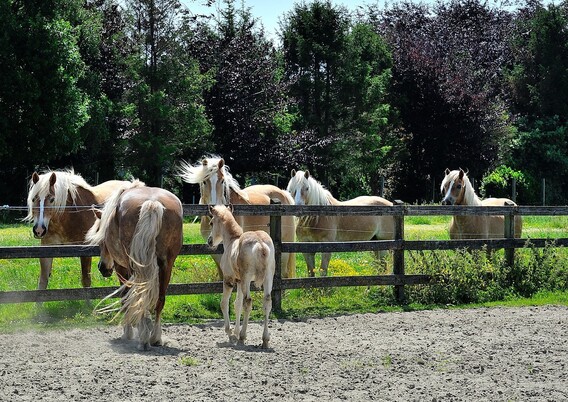 Dsc_6174__2___groot_