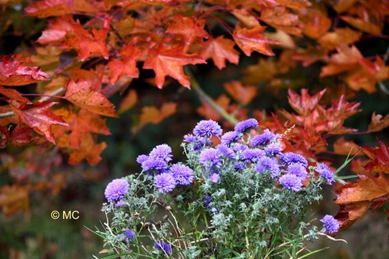 Editie_galmaarden_natuur_bos_kleur_2__kopie_