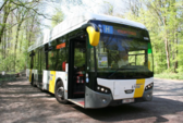 Lijn_in_hallerbos_hyacinten__nieuwsbrief