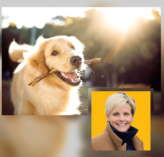 Foto_persartikel_loslopende_honden