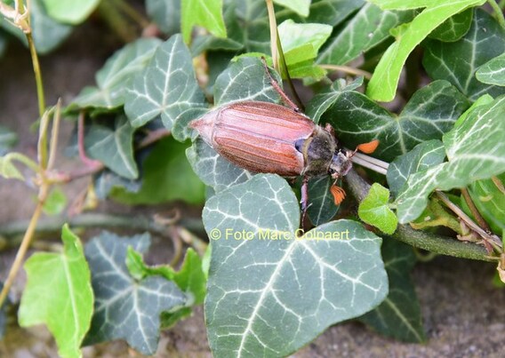 Editie_galmaarden_meikever_3__kopie_