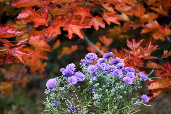 A_a_tentoon_natuur_1