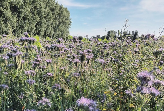 Natuur_bos_tentoon