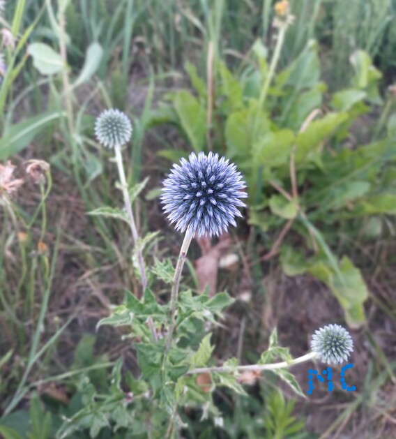 A_a_kogeldistel