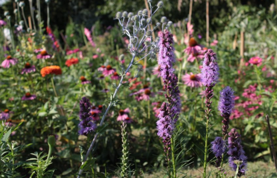 Schermafbeelding_2026-07-14_093743