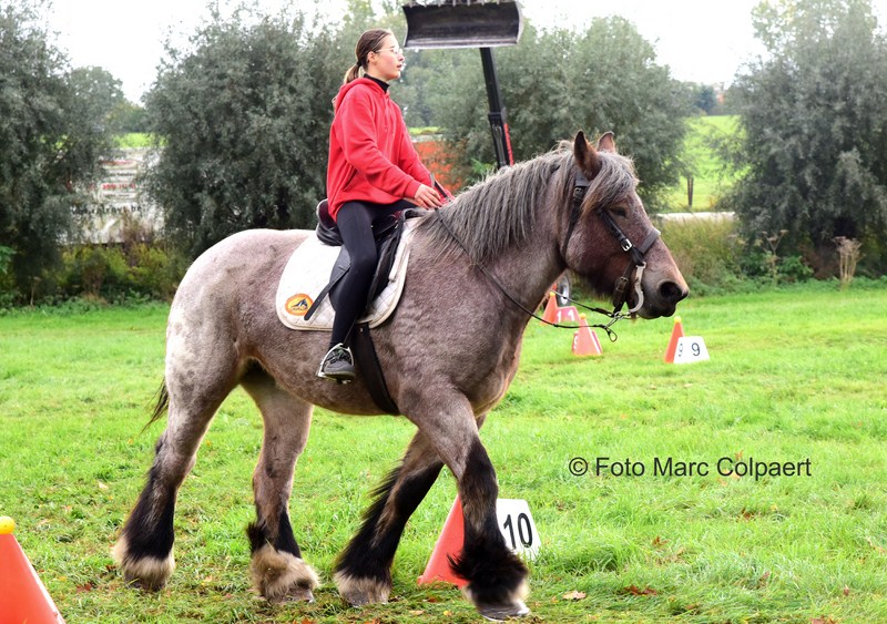 paarden