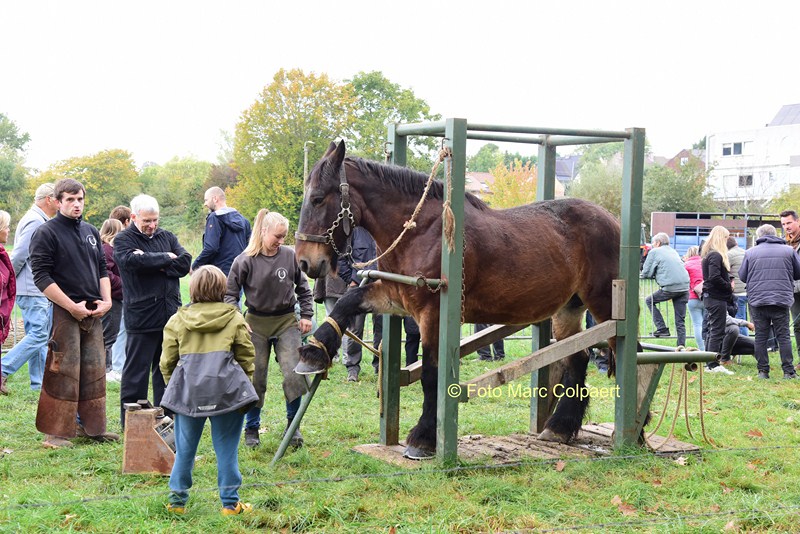 paarden