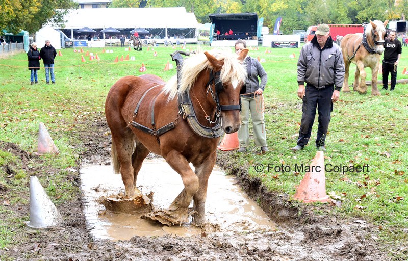 Paarden